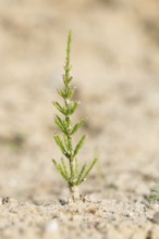 Young shoot of field horsetail (Equisetum arvense), also known as field horsetail, tinweed, field