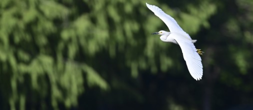Free-living Great White Egret (Egretta thula) in flight, Buenos Aires, Argentina