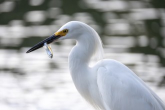 Free-living grey heron (Egretta thula) with freshly caught fish in its beak, Buenos Aires,
