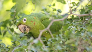 Portrait of a free-living baboon parakeet (Psittacara leucophthalmus) feeding in a tree, Buenos
