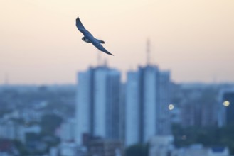 Free-living peregrine falcon (Falco peregrinus) in flight over the city, Buenos Aires, Argentina