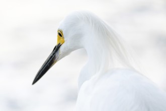 Portrait of a free-living Great Egret (Egretta thula), Buenos Aires, Argentina