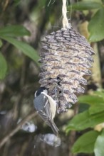 Fir tit (Periparus ater) eating fat food, Sieversen, Rosengarten, Lower Saxony, Germany