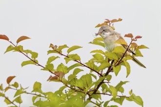 Common whitethroat (Sylvia communis) Male with food for the young birds waiting in the nest,
