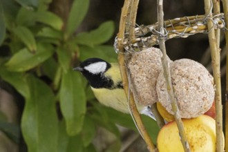 Great tit (Parus major), tit dumpling, Sieversen, Rosengarten, Lower Saxony, Germany