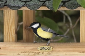 Great tit (Parus major), feeder, Sieversen, Rosengarten, Lower Saxony, Germany