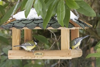 Great tits (Parus major), feeder, Sieversen, Rosengarten, Lower Saxony, Germany