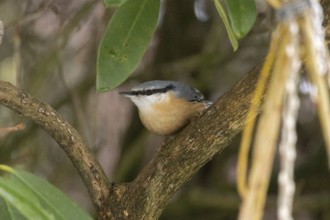Nuthatch (Sitta europaea), Sieversen, Rosengarten, Lower Saxony, Germany
