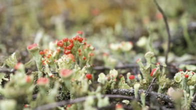 Close-up of very small lichens, trumpet-shaped with red and green colors on barren sandy soil with