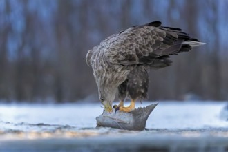 White-tailed eagle (Haliaeetus albicilla) adult bird on the water and on the ice, hunting,