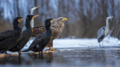 White-tailed eagle (Haliaeetus albicilla) adult bird on the water and on the ice, hunting,