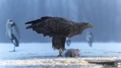 White-tailed eagle (Haliaeetus albicilla) adult bird on the water and on the ice, hunting,