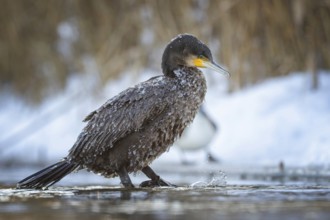 Cormorant (Phalacrocorax carbo) sitting, frost and ice on feathers, iced, distress, lack of food,