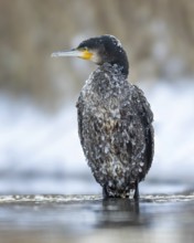 Cormorant (Phalacrocorax carbo) sitting, frost and ice on feathers, iced, distress, lack of food,