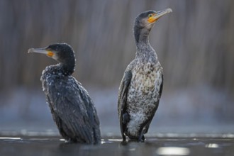 Cormorant (Phalacrocorax carbo) sitting, frost and ice on feathers, iced, distress, pair, lack of