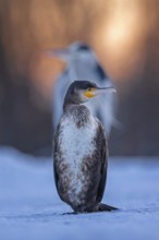 Cormorant (Phalacrocorax carbo) and grey heron (Ardea cinerea) sitting, sunrise, frost and ice on
