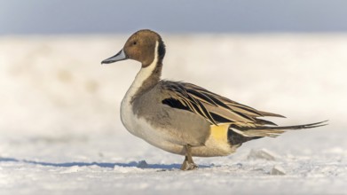Pintail (Anas acuta) sitting, frost and ice on feathers, iced, distress, lack of food, portrait,