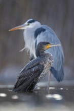 Cormorant (Phalacrocorax carbo) and grey heron (Ardea cinerea) sitting, frost and ice on feathers,