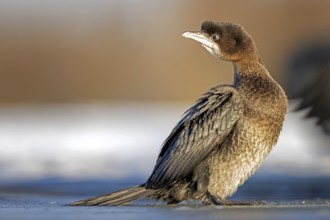 Pygmy Cormorant (Microcarbo pygmaeus, Syn.: Phalacrocorax pygmeus) on the ice, frozen lake, winter,