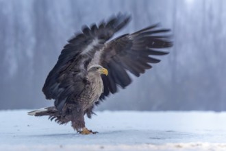 White-tailed eagle (Haliaeetus albicilla) adult bird on the water and on the ice, hunting,