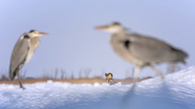 White-tailed eagle (Haliaeetus albicilla) young eagle on the water and on the ice, watching its