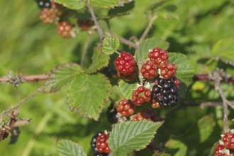 Ripe and unripe blackberries on a leafy green branch, Fort William, Scotland, Great Britain