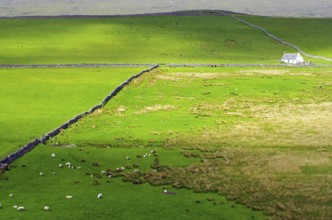 Green fields with grazing sheep and a lonely house on the horizon, Tongue, Highlands, West Coast,