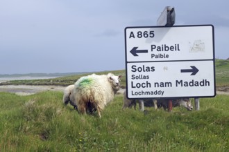 Sheep in a green field next to a road sign leading to various places, Outer Hebrides, Hebrides,