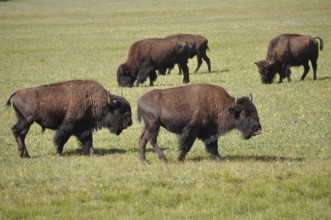 A herd of American Bison (Bos bison) moves peacefully across the vast grasslands. Grand Canyon