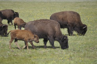 American Bison (Bos bison) graze on a green meadow and enjoy the peaceful nature. Grand Canyon