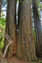 A person stands in an opening of a massive, old redwood tree, coast redwood (Sequoia sempervirens)