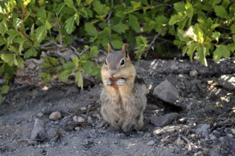 A ground squirrel, Harris antelope gopher (Ammospermophilus harrisii), sitting on the ground under
