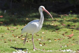 A white snowy ibis (Eudocimus albus) walks across a grassy area surrounded by leaves. Key Largo,