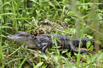 A young Mississippi alligator (Alligator mississippiensis), juvenile, resting on a rock surrounded