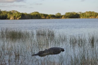 A Mississippi alligator (Alligator mississippiensis) rests in the shallow water of an extensive