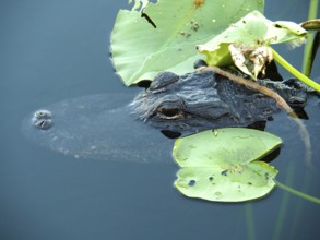 A Mississippi alligator (Alligator mississippiensis) partially hides under lily pads in the water.