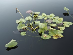 Floating lily pads on calm water with a natural, calming atmosphere. A Mississippi alligator
