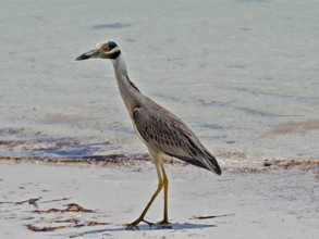 A heron, crab heron (Nyctanassa violacea), walks along the shore with calm water in the background.