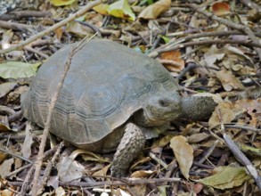 A turtle, Georgia gopher tortoise (Gopherus polyphemus), lies among leaves on the forest floor.