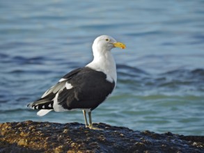 A Dominican Gull (Larus dominicanus) stands on a rock by the sea in calm water. Florida Keys,