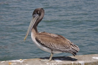 A pelican, brown pelican (Pelecanus occidentalis), stands on a wall by the water, calm and natural
