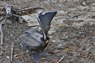 A pelican, brown pelican (Pelecanus occidentalis), sits on the sandy shore and curiously observes