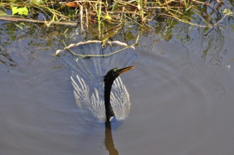 An American darter (Anhinga anhinga) swims in the calm water, its magnificent feathers glowing.