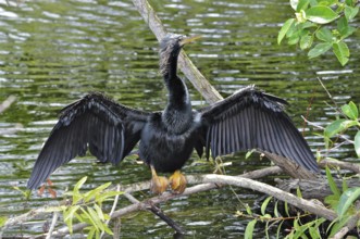 An American Darter (Anhinga anhinga) spreads its wings to dry on a branch by the water. Everglades
