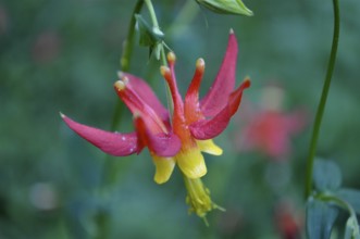 Close-up of a red and yellow flower with curved petals, desert wakeia (Aquilegia shockleyi) . John