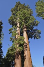 Two huge Sequoia trees, giant sequoia (Sequoiadendron giganteum), stand out against the blue sky.