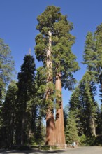 Tall Sequoia trees, giant sequoia (Sequoiadendron giganteum), tower into the clear blue sky,