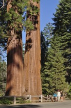 Two massive Sequoia trees, giant sequoia (Sequoiadendron giganteum), with walkers at the base under