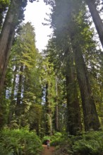 A child walks on a path through a redwood forest surrounded by giant trees, coast redwood (Sequoia