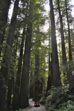 A vehicle drives through a shady forest of large redwood trees, coast redwood (Sequoia